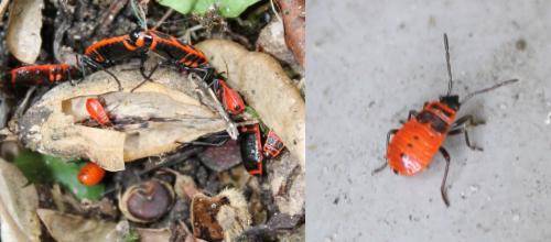 Pyrrhocoris apterus